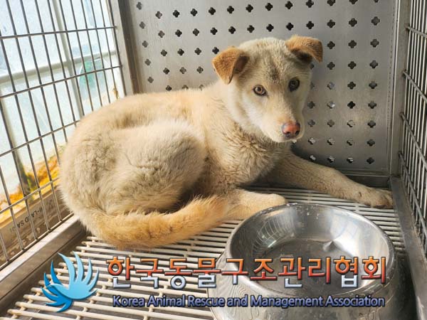 한국동물구조관리협회_441409202400536